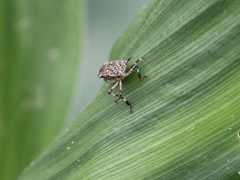 Eocanthecona furcellata