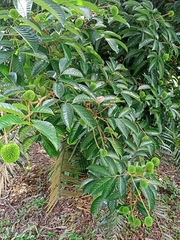 Nephelium ramboutan-ake