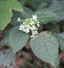 Clerodendrum canescens