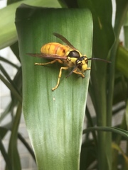 Vespa bicolor