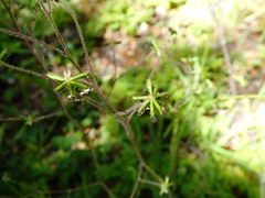 Adenocaulon chilense