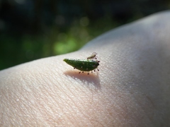 Adenocaulon chilense