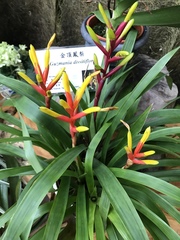 Guzmania dissitiflora
