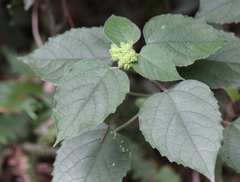 Clerodendrum canescens