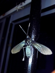 Macrocneme leucostigma