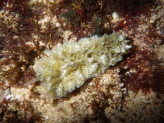 Polybranchia orientalis