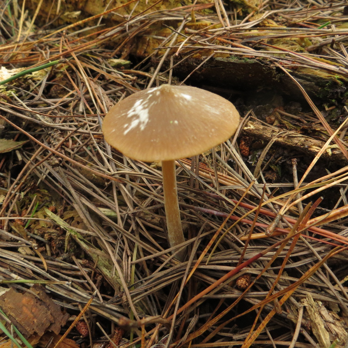 Entoloma cuneatum image