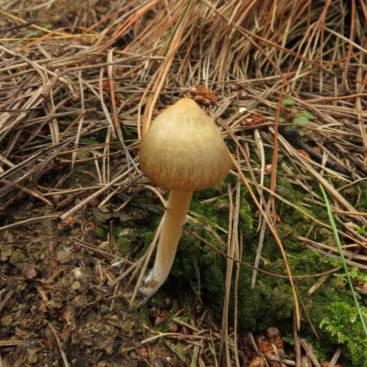 Entoloma cuneatum image