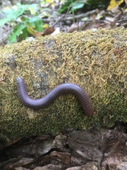 Leptogoniulus sorornus