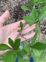 Crataegus opaca
