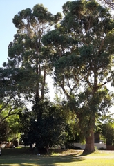 Eucalyptus globulus bicostata