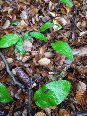 Adenocaulon chilense