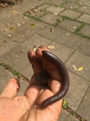 Leptogoniulus sorornus