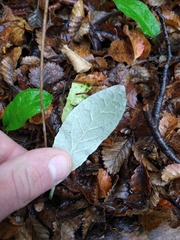 Adenocaulon chilense