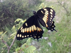 Papilio hellanichus