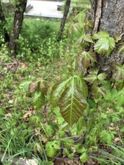 Toxicodendron radicans