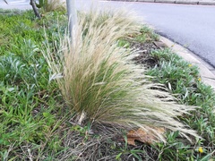 Aristida junciformis