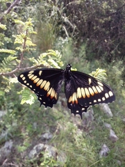 Papilio hellanichus