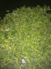 Barleria obtusa