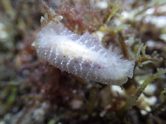 Sclerodoris