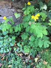 Chelidonium majus
