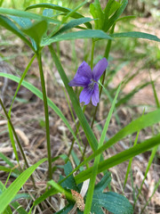 Viola brittoniana