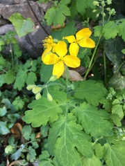 Chelidonium majus