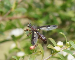 Daptolestes limbipennis