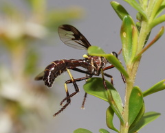 Daptolestes limbipennis