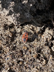 Pyrrhocoris apterus