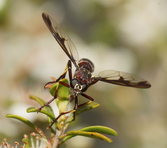 Daptolestes limbipennis