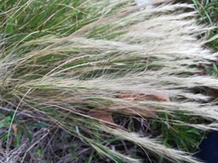 Aristida junciformis