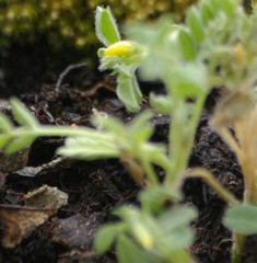 Medicago minima