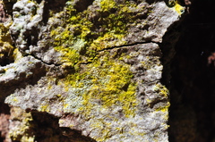 Chrysothrix granulosa image