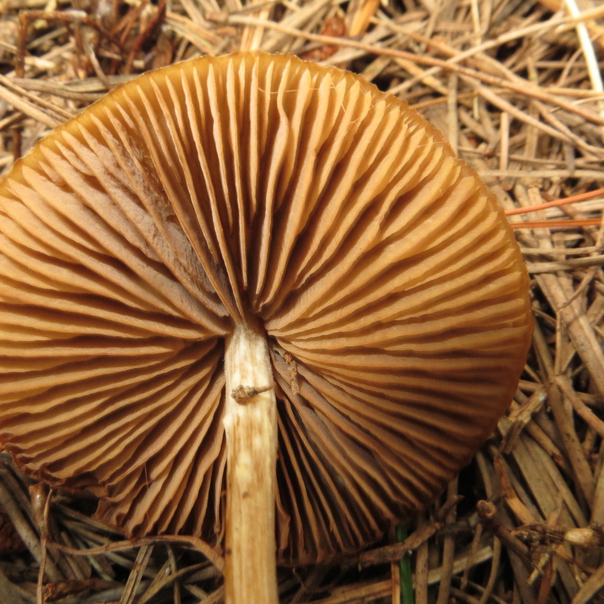 Entoloma cuneatum image