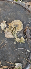 Trametes