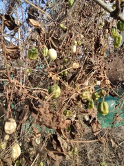 Zehneria japonica