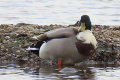 Anas platyrhynchos