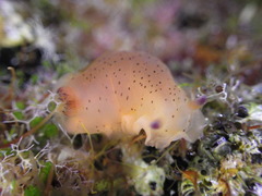 Dendrodoris fumata