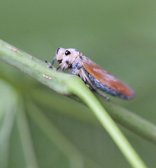 Bothrogonia ferruginea