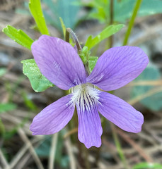 Viola brittoniana