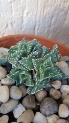 Faucaria