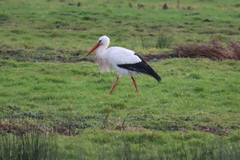 Ciconia ciconia