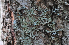 Hypogymnia occidentalis
