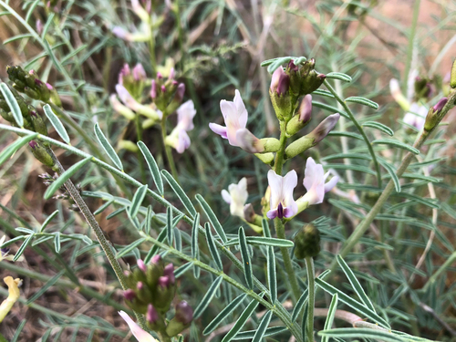 woodypod milkvetch (Astragalus sclerocarpus)