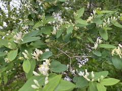 Lonicera × bella