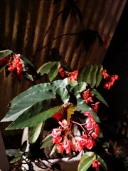 Begonia coccinea