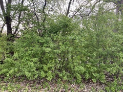 Lonicera × bella