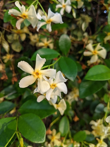 Trachelospermum jasminoides image