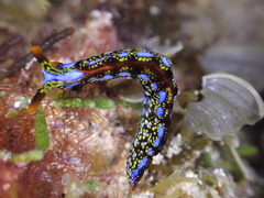 Thuridilla splendens
